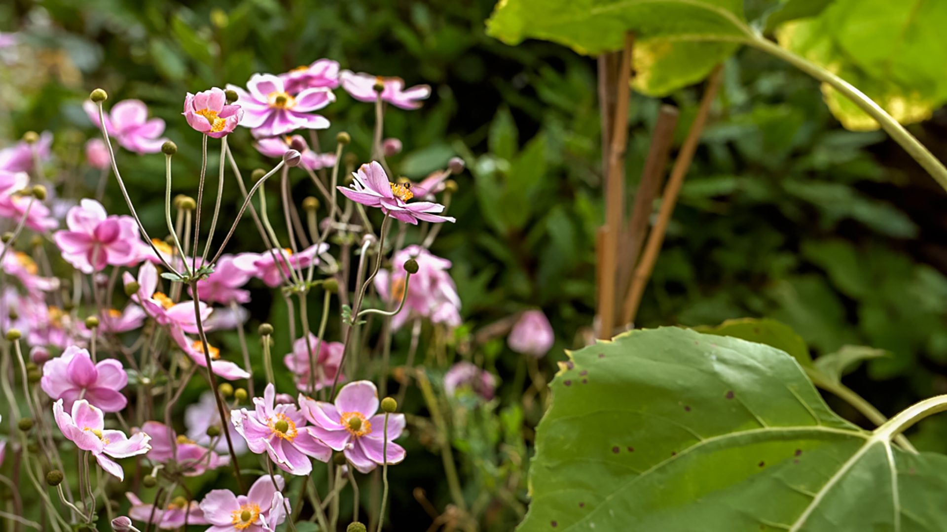 Great News for Green Minds!
